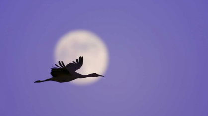 Picture of NEW MEXICO SANDHILL CRANE FLYING BY THE MOON