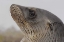 Picture of ECUADOR, GALAPAGOS, ESPANOLA ISLAND SEA-LION