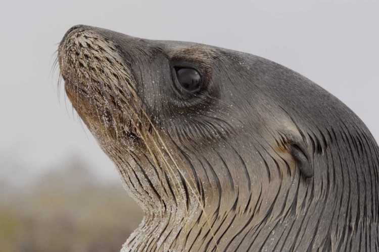 Picture of ECUADOR, GALAPAGOS, ESPANOLA ISLAND SEA-LION