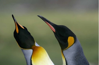 Picture of SOUTH GEORGIA ISL KING PENGUINS IN COURTSHIP