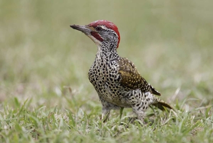 Picture of KENYA, MASAI MARA, NUBIAN WOODPECKER IN GRASS