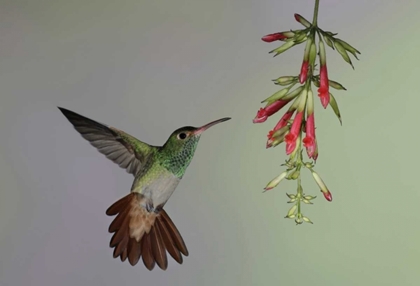 Picture of ECUADOR,  RUFOUS-TAILED HUMMINGBIRD AT FLOWER
