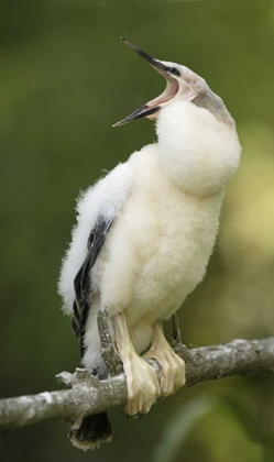 Picture of FL, ABANDONED ANHINGA CHICK ON BRANCH YAWNING