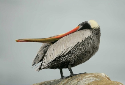 Picture of CA, LA JOLLA BROWN PELICAN PERFORMS BEHAVIOR