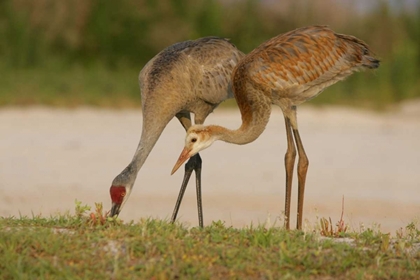 Picture of FL, SANDHILL CRANE WAITS FOR FOOD FROM PARENT
