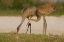 Picture of FL, SANDHILL CRANE WAITS FOR FOOD FROM PARENT
