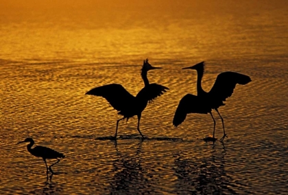 Picture of SILHOUETTES OF REDDISH EGRETS IN MATING DANCE