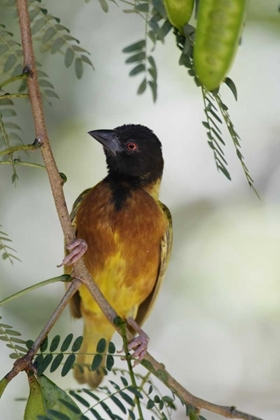 Picture of KENYA JACKSONS GOLDEN-BACKED WEAVER PERCHED