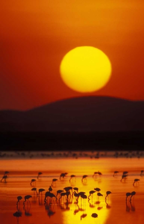 Picture of KENYA, AMBOSELI NP FLOCK OF LESSER FLAMINGOS