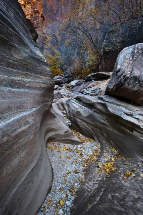 Picture of UT, ZION NP CANYON IN FALL ALONG A HIGHWAY