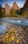 Picture of UT, ZION NP THE SENTINEL AND FALLEN LEAVES