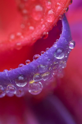 Picture of OR, PINK AND PURPLE FUCHSIA WITH RAIN DROPS