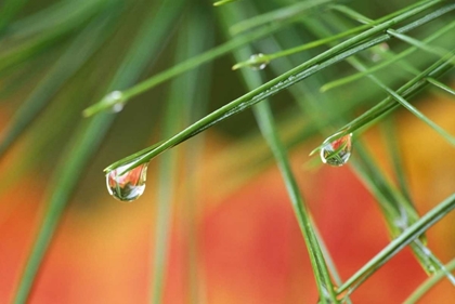 Picture of NORTHEAST, PINE TREE NEEDLES WITH WATERDROP