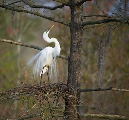 Picture of SC, GREAT EGRET IN BREEDING PLUMAGE AT NEST