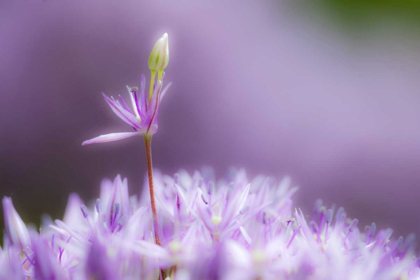 Picture of USA, PENNSYLVANIA CLOSE-UP OF ALIUM FLOWERS