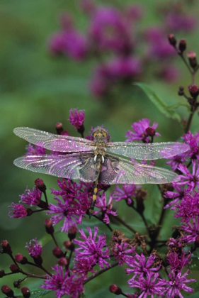 Picture of USA, PENNSYLVANIA DRAGONFLY ON JOE-PYE WEED