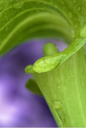 Picture of OF JACK-IN-THE-PULPIT WITH VIOLET BACKGROUND