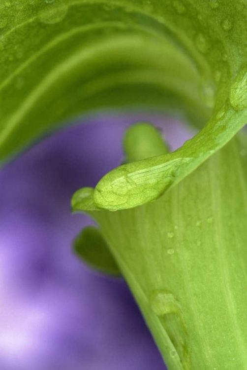 Picture of OF JACK-IN-THE-PULPIT WITH VIOLET BACKGROUND