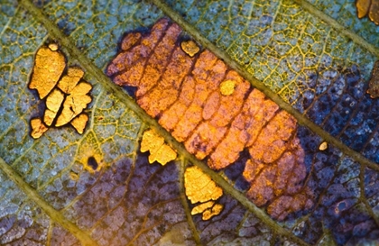 Picture of NEW YORK, ADIRONDACK MOUNTAINS BACKLIT LEAF