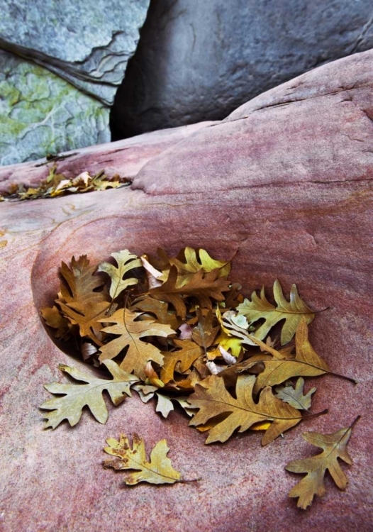 Picture of UTAH, ZION NP GAMBEL OAK LEAVES ON RED ROCK