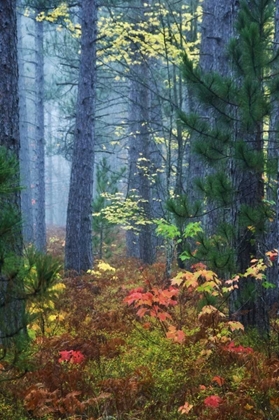 Picture of MICHIGAN FALL FOLIAGE AND PINE TREES IN FOG