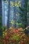 Picture of MICHIGAN FALL FOLIAGE AND PINE TREES IN FOG