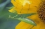 Picture of PA, PRAYING MANTIS WITH EGG SAC ON SUNFLOWER