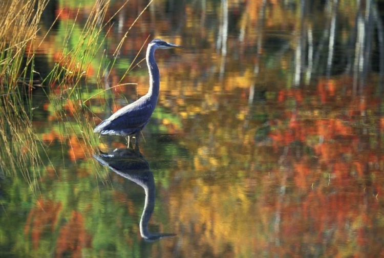 Picture of NY, ADIRONDACKS, GREAT BLUE HERON REFLECTION