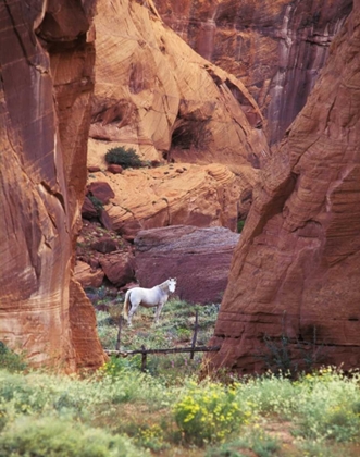 Picture of AZ, WHITE MTS, CANYON DE CHELLY, WHITE HORSE