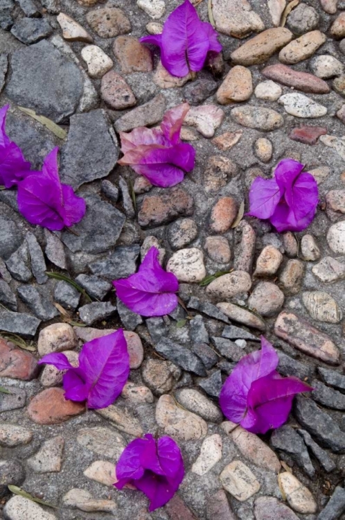 Picture of MEXICO, BOUGAINVILLEA PETALS ON COBBLESTONES