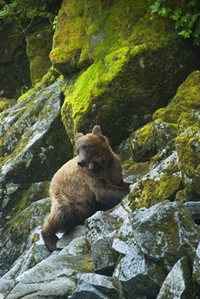 Picture of AK, INSIDE PASSAGE GRIZZLY BEAR ON BOULDERS