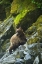 Picture of AK, INSIDE PASSAGE GRIZZLY BEAR ON BOULDERS