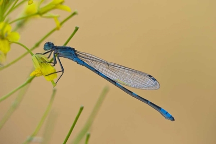 Picture of MT, LEE METCALF NWR BLUE DAMSELFLY ON PLANT