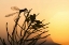 Picture of MT, LEE METCALF NWR SILHOUETTE OF DAMSELFLY