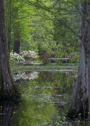 Picture of SC AZALEAS AND TREES REFLECT IN SWAMP WATER