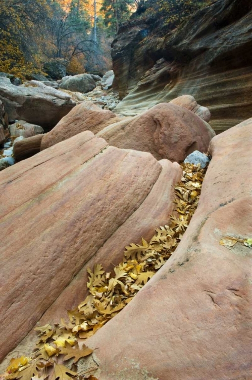 Picture of UT, ZION NP CANYON WALLS WITH FALLEN LEAVES