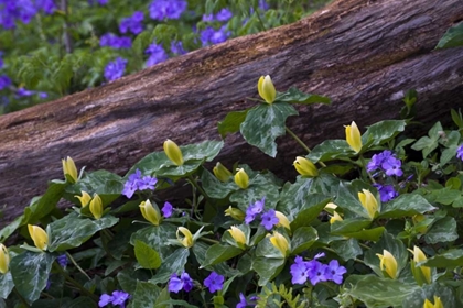 Picture of NC, GREAT SMOKY MTS SPRING FLOWERS BY A LOG