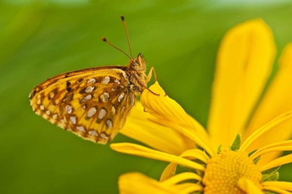 Picture of USA, COLORADO SKIPPER BUTTERFLY ON SUNFLOWER