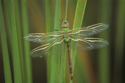 Picture of USA, GEORGIA GREEN DARNER DRAGONFLY ON REEDS