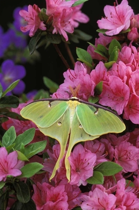 Picture of USA, PENNSYLVANIA LUNA MOTH ON PINK CLEMATIS