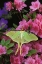 Picture of USA, PENNSYLVANIA LUNA MOTH ON PINK CLEMATIS