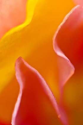 Picture of USA, PENNSYLVANIA CLOSE-UP OF PETAL ABSTRACT