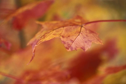 Picture of USA, PENNSYLVANIA MAPLE LEAF IN AUTUMN COLOR