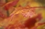 Picture of USA, PENNSYLVANIA MAPLE LEAF IN AUTUMN COLOR