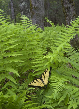 Picture of NORTH CAROLINA SWALLOWTAIL BUTTERFLY ON FERN