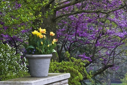 Picture of OHIO POTTED TULIPS AND REDBUD TREE IN GARDEN