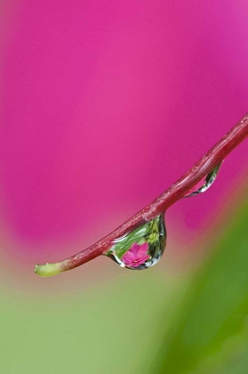 Picture of OREGON, SHORE ACRES WATER DROPLET REFLECTION