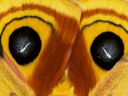 Picture of PENNSYLVANIA CLOSE-UP OF SATURNIA MOTH WINGS