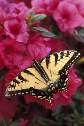 Picture of PENNSYLVANIA SWALLOWTAIL BUTTERFLY ON AZALEA