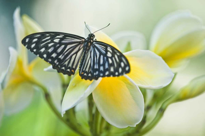 Picture of PENNSYLVANIA SWALLOWTAIL BUTTERFLY ON FLOWER